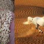 Цены на овес для скаковых лошадей в Персидском заливе