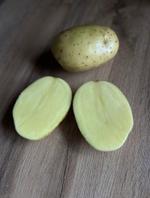 Картофель Гала Оптом в больших объемах от производителя.