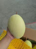 Манго Keitt (Кейтт)