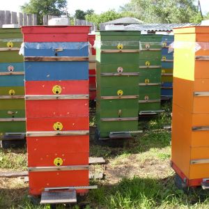 Улья медовики - очень мощные, супер-сильные пчелиные семьи выращиваемые пчеловодом для получения максимально возможного медового взятка пчёлами сборщицами и приёмщицами нектара. В каждом таком медовике около 80000 рабочих пчёл и больше. Мёд медовиковый с доставкой по г.Кургану и пригороду (8,912,570,77,37).