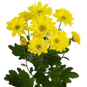 Хризантема кустовая "Бакарди" желтая
