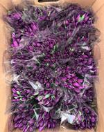 Тюльпаны оптом