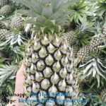 Fresh Pineapple
