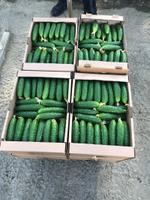 Тепличный Огурец ТСХ (Атлет, Эстафета, Пчелка)