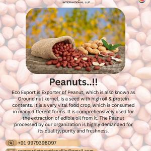 Peanuts 🥜 

Eco Export exports peanuts, also known as peanut kernels, are seeds with a high content of oil and protein. This is the most important food crop, eaten in a variety of forms. Peanuts are widely used to make edible oil. Peanuts processed by our company are in high demand due to their quality, purity and freshness.