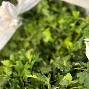 Петрушка Свежая