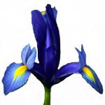 ИП Герцовский И.Т. — цветы оптом от производителя