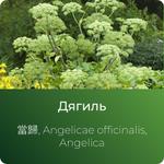 Дягиля экстракт сухой https://altai-extracts.ru/dyagil