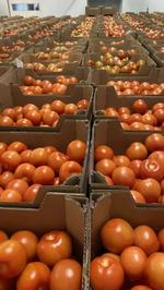 Помидор красный тепличный