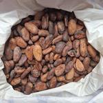 Какао-бобы Форастера