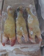 Ноги говяжьи опаленные. Халяль.