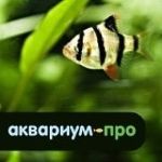 Аквариум-Про — аквариумы оптом