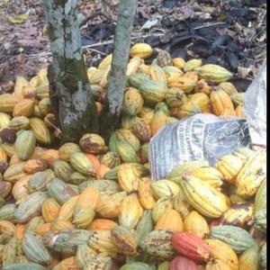 Cocoa Beans