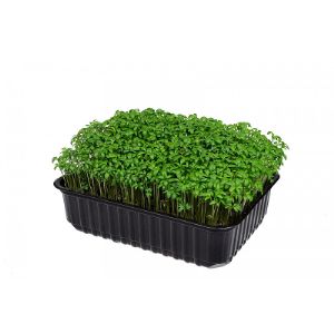 микрозелень кресс-салат