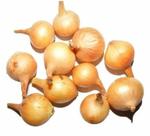 Лук для зелени на выгонку