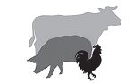 МясоОпторг — оптовые поставки мяса и мясного сырья по РФ и СНГ от 20 тонн