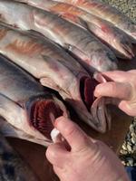 рыба кета оптом, икра оптом