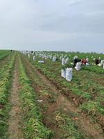 морковь оптом