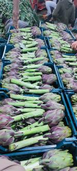 Fresh artichokes