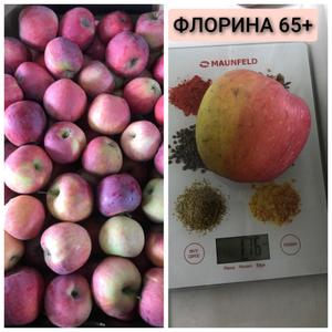 Яблоки Флорина 65+ (средний вес яблока 176гр)