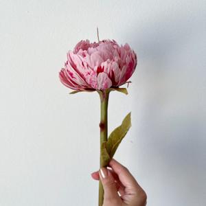 пион на стебле