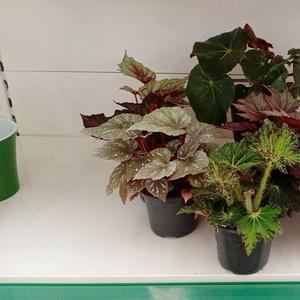 Бегония королевская