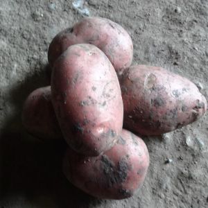 картофель оптом. Картофель продовольственный, разных сортов. Калибр 5+, Фасовка в сетках по 35-40кг.