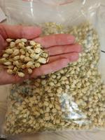 Цветы жасмина