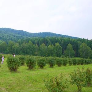 Сад