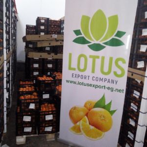 Мы компания лотос зкспортируюшая фрукты и овощи из Египта.
Предлагаем на прямую лучшее качество и цены и лучше условия оплаты,
Соблюдаем все пожелания заказчика. Делаем все сопровождающие документы.
Условия оплаты договорные.