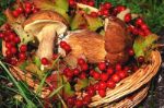 ИП Емельянова А. П. — грибы, ягоды и другое