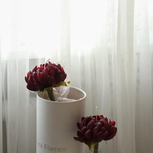 Хризантема бигуди на стебле