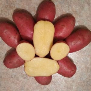 Сорт- Эволюшен. Среднеранний, красный картофель, мякоть жёлтого цвета.
