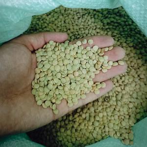 Чечевица зеленая
Чистота 99,5%