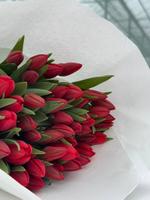 Тюльпан Strong Love