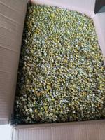 Chamomile egyptian 1
