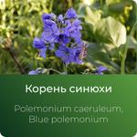Синюхи экстракт сухой https://www.altai-extracts.ru/trava-sinuhi