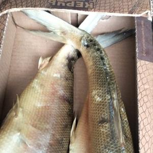 Рыба хк оптом