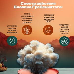 🦔 Ежовик ГРЕБЕНЧАТЫЙ (мицелий + плодовое тело 80⁄20%)
Также известный, как: (Львиная Грива, Гериций, Hericium Еrinaceus, Lion’s Mane, Pom-Pom blanc)

от 10 кг — 1800 / кг
от 20 кг — 1700 / кг
от 35 кг — 1600 / кг
от 50 кг — 1500 / кг