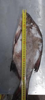 Лещ от 1,4 кг.
