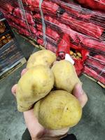 Картофель Египет "Спунта"