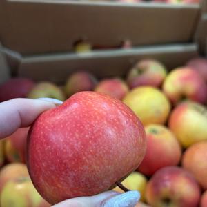 Яблоко сезон