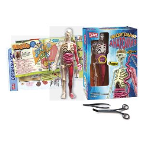 В наборе уникальная модель человеческого тела, состоящая из 9 мягких органов и  12 пластиковых костей, которые легко вынимаются. Пинцет и щипцы для рассматривания и изучения органов. + книга инструкция (24 стр.) и плакат-схема