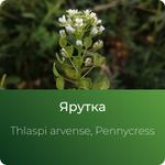 Ярутки экстракт сухой https://altai-extracts.ru/yarutka