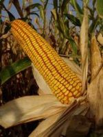 Продвсе — семена кукурузы оптом
