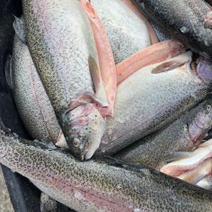 Форель радужная в наличии