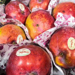 Манго Шелли