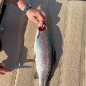 Форель северная Осетия свежемороженая