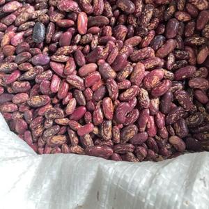 Фасоль пестрая