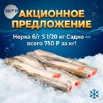 Горящая акция на нерку Садко!
